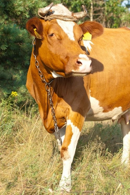 Dairy Farming Training in Maharashtra